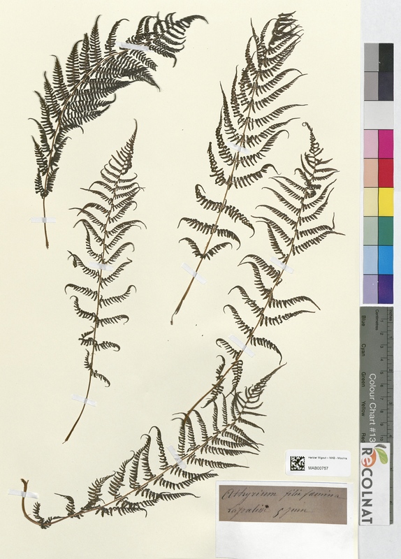 Athyrium filix femina (Athyriaceae)