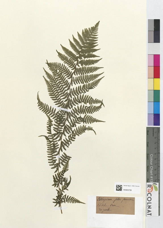 Asplenium felix femina (Athyriaceae)