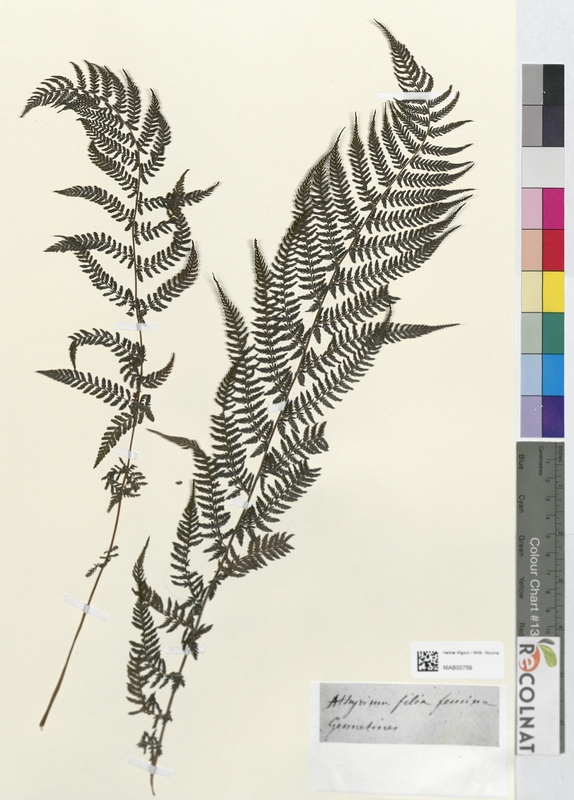 Athyrium filix femina (Athyriaceae)