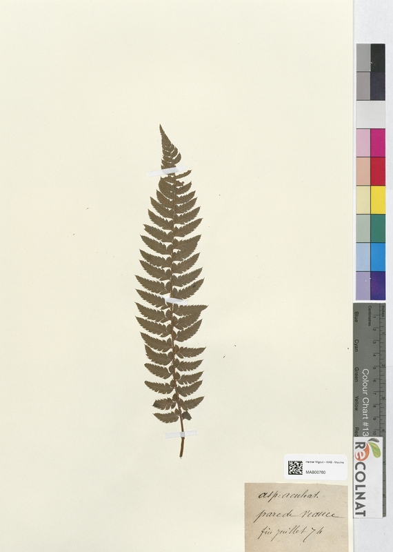 Aspidium aculeatum (Dryopteridaceae)