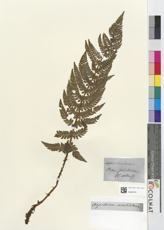 Aspidium aculeatum (Dryopteridaceae)