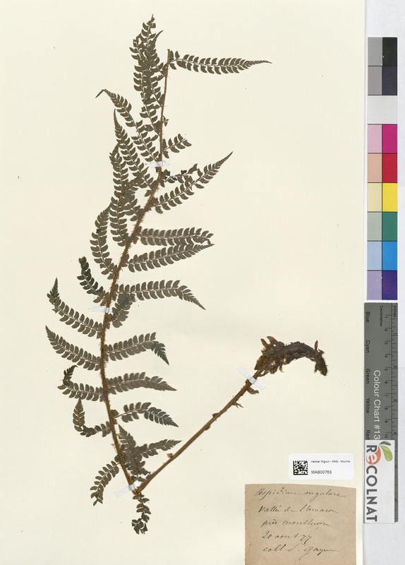 Aspidium angulare (Dryopteridaceae)