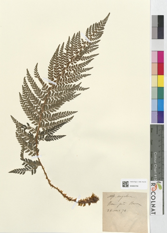 Aspidium angulare (Dryopteridaceae)