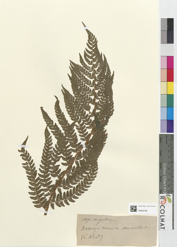 Aspidium angulare (Dryopteridaceae)