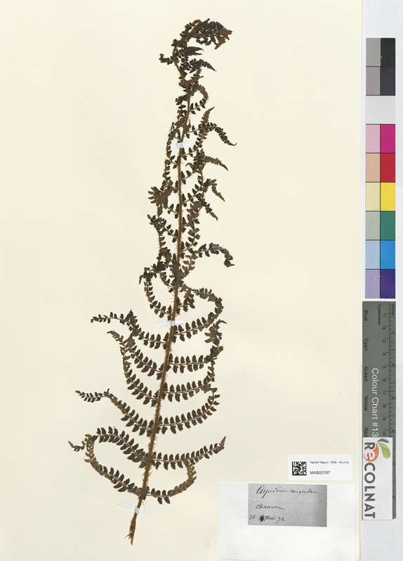 Aspidium angulare (Dryopteridaceae)