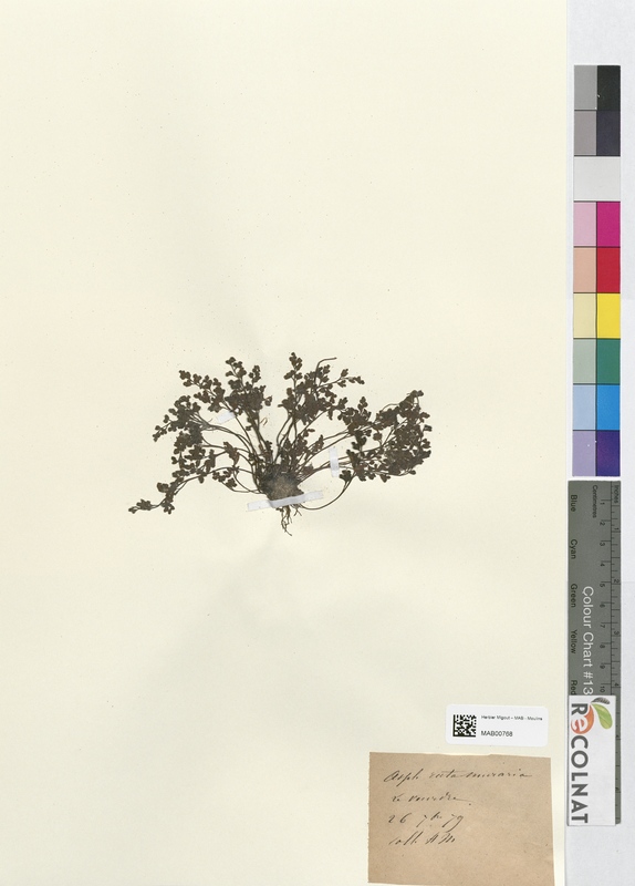 Asplenium ruta-muraria (Aspleniaceae)