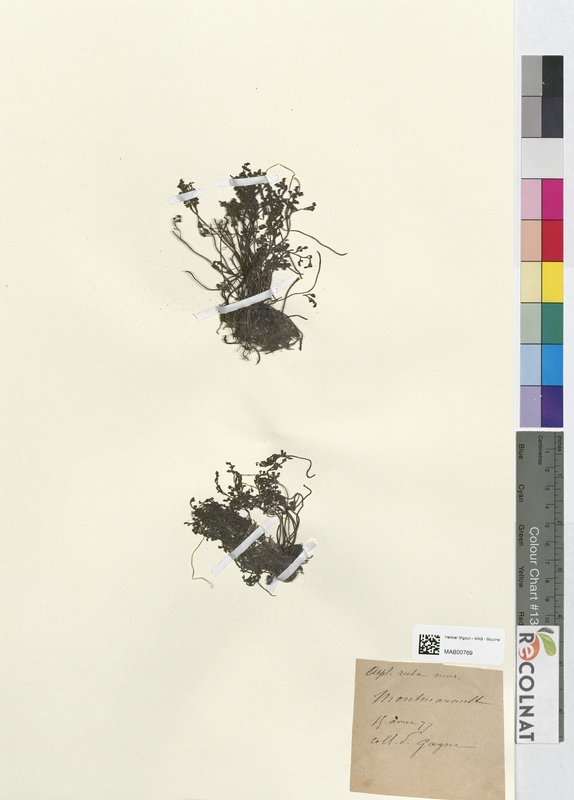 Asplenium ruta-muraria (Aspleniaceae)