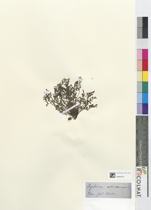 Asplenium ruta-muraria (Aspleniaceae)