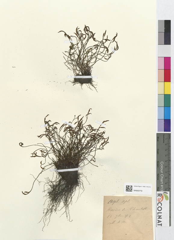 Asplenium septentrionale (Aspleniaceae)