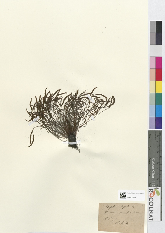 Asplenium septentrionale (Aspleniaceae)