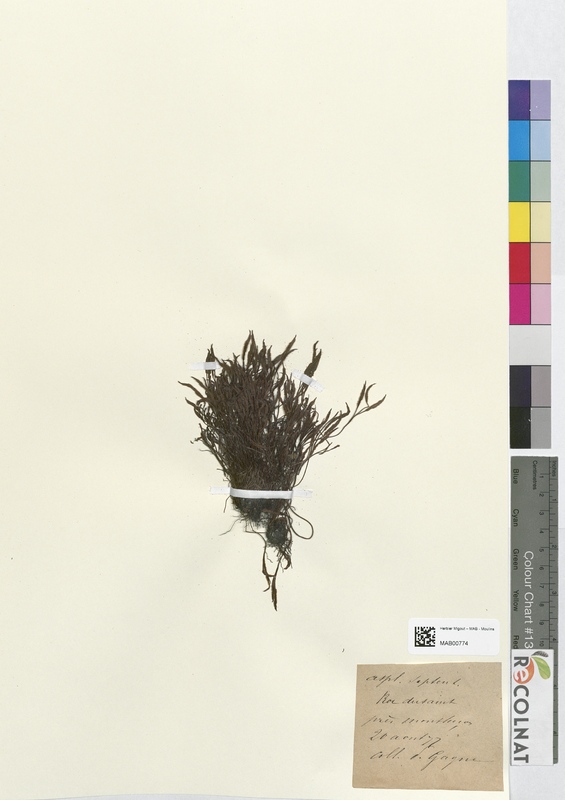 Asplenium septentrionale (Aspleniaceae)