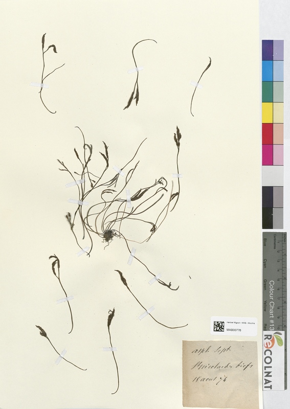 Asplenium septentrionale (Aspleniaceae)