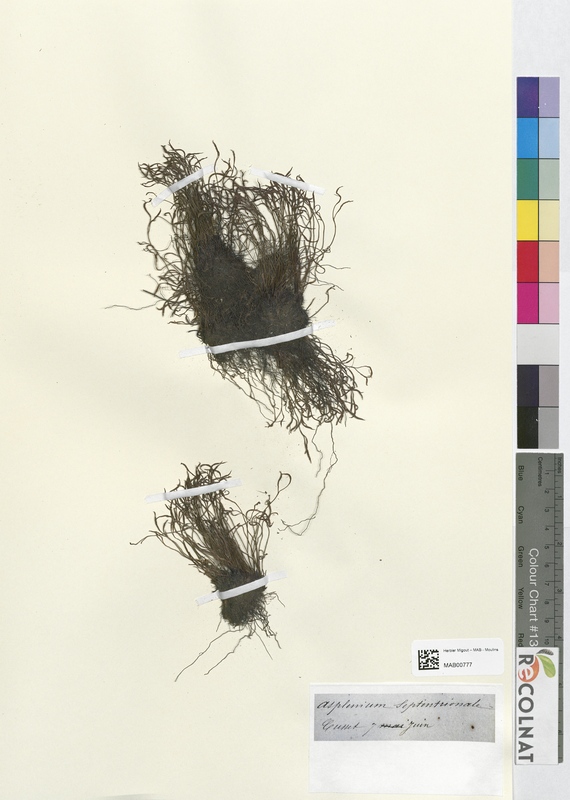 Asplenium septentrionale (Aspleniaceae)