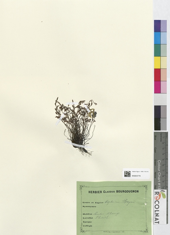 Asplenium breynii (Aspleniaceae)