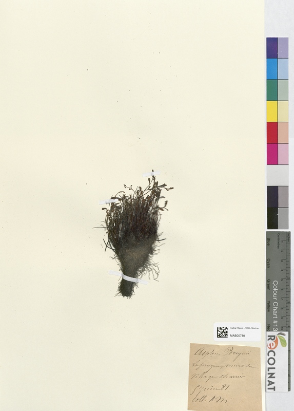 Asplenium breynii (Aspleniaceae)