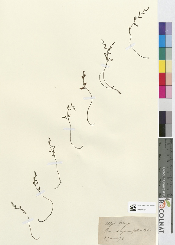 Asplenium breynii (Aspleniaceae)