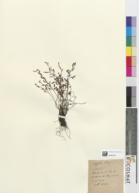 Asplenium breynii (Aspleniaceae)