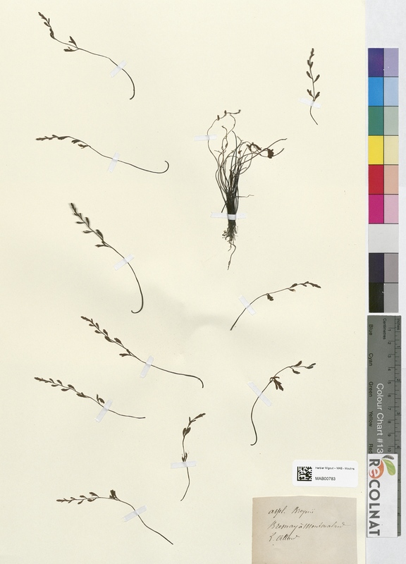 Asplenium breynii (Aspleniaceae)