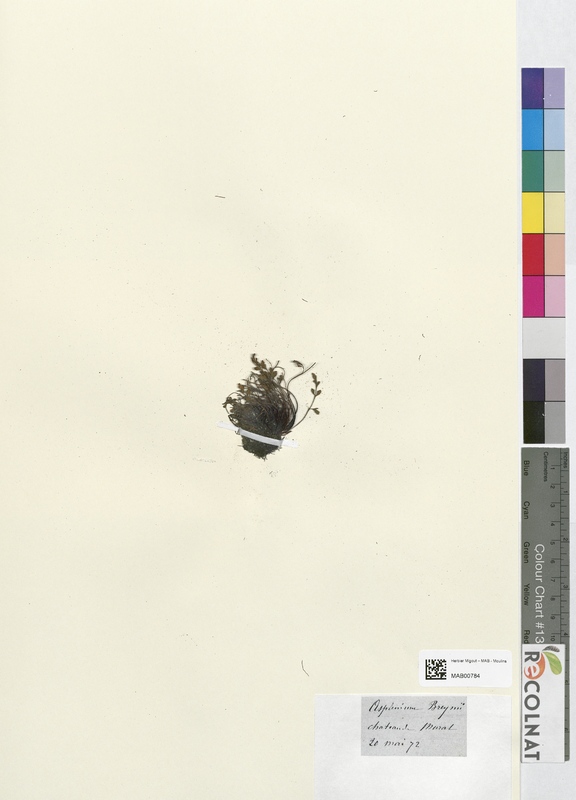 Asplenium breynii (Aspleniaceae)