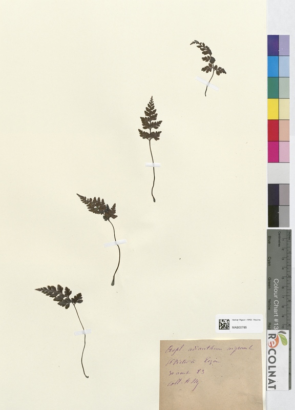 Asplenium adianthum-nigrum (Aspleniaceae)