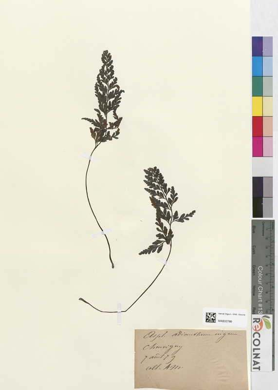 Asplenium adianthum-nigrum (Aspleniaceae)