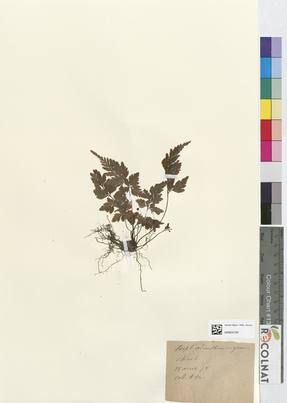 Asplenium adianthum-nigrum (Aspleniaceae)