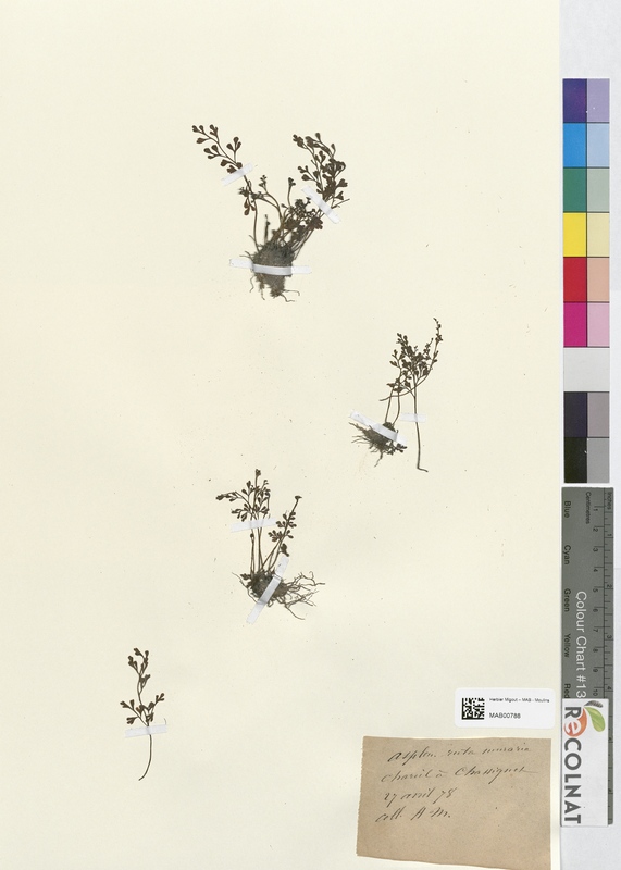 Asplenium ruta-muraria (Aspleniaceae)