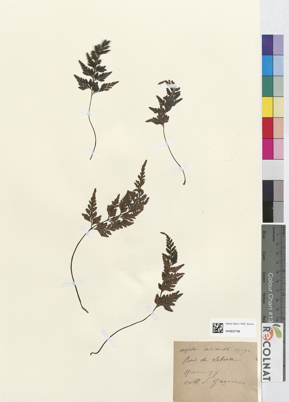 Asplenium adianthum-nigrum (Aspleniaceae)