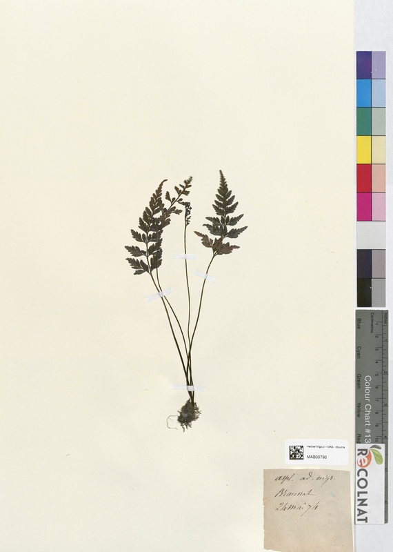 Asplenium adianthum-nigrum (Aspleniaceae)