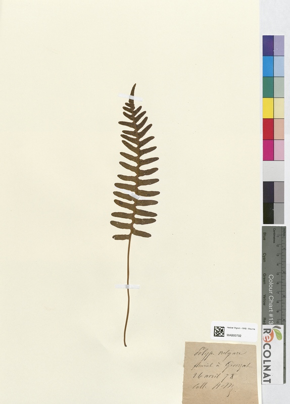 Polypodium vulgare (Polypodiaceae)