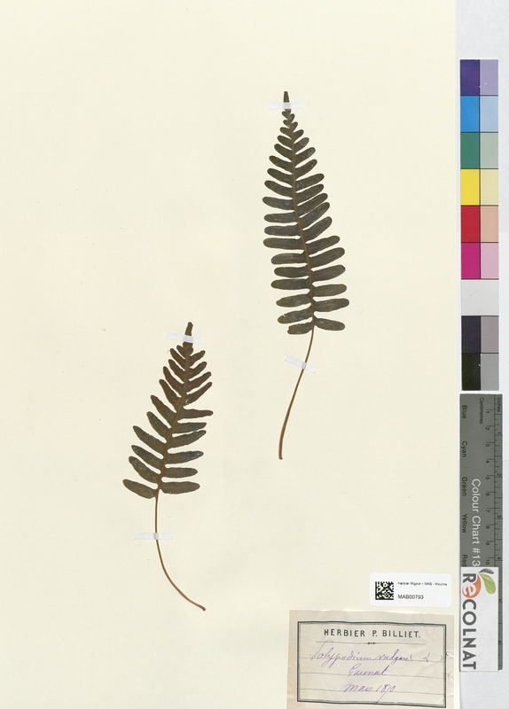 Polypodium vulgare (Polypodiaceae)