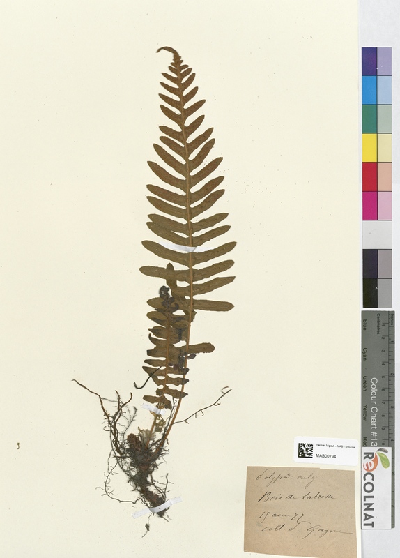 Polypodium vulgare (Polypodiaceae)
