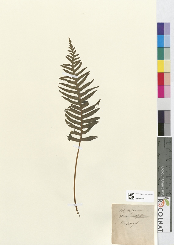 Polypodium vulgare (Polypodiaceae)