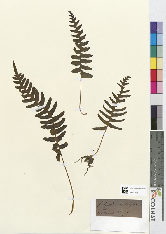 Polypodium vulgare (Polypodiaceae)