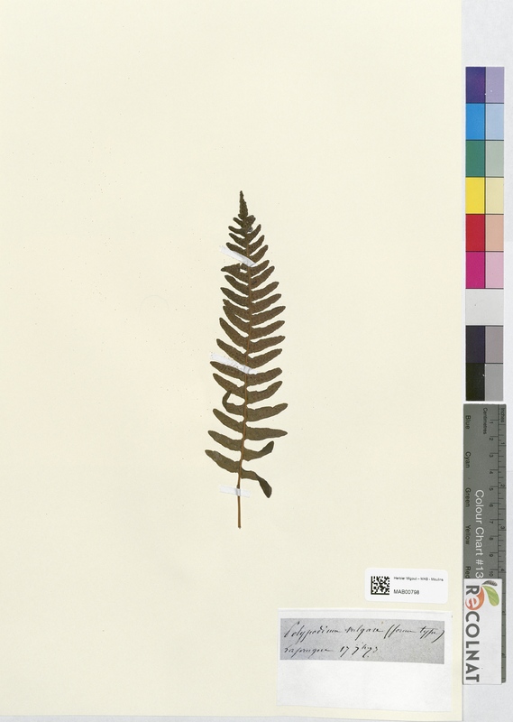 Polypodium vulgare (Polypodiaceae)