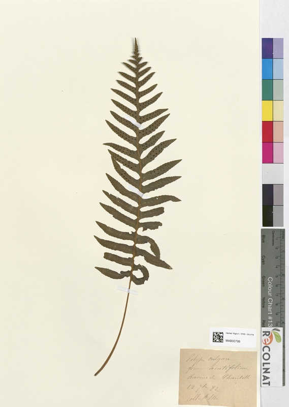 Polypodium vulgare (Polypodiaceae)