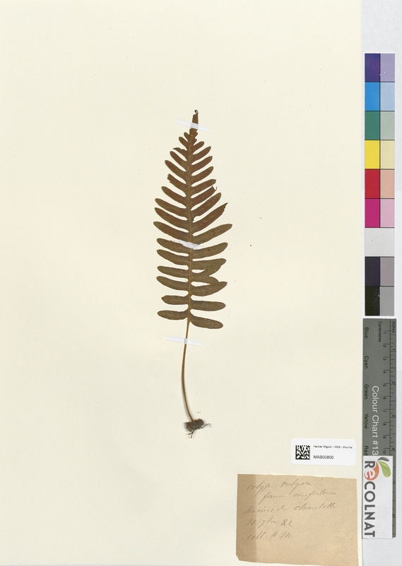 Polypodium vulgare (Polypodiaceae)