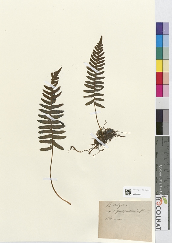 Polypodium vulgare (Polypodiaceae)