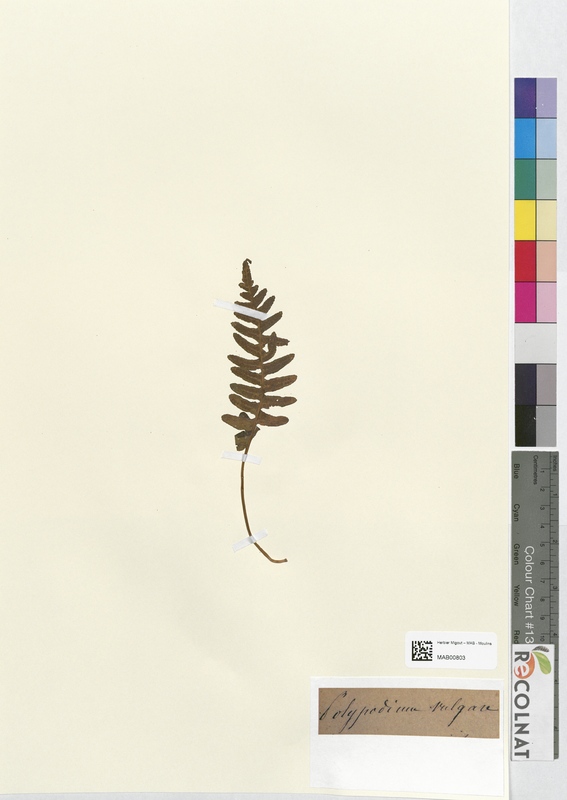 Polypodium vulgare (Polypodiaceae)