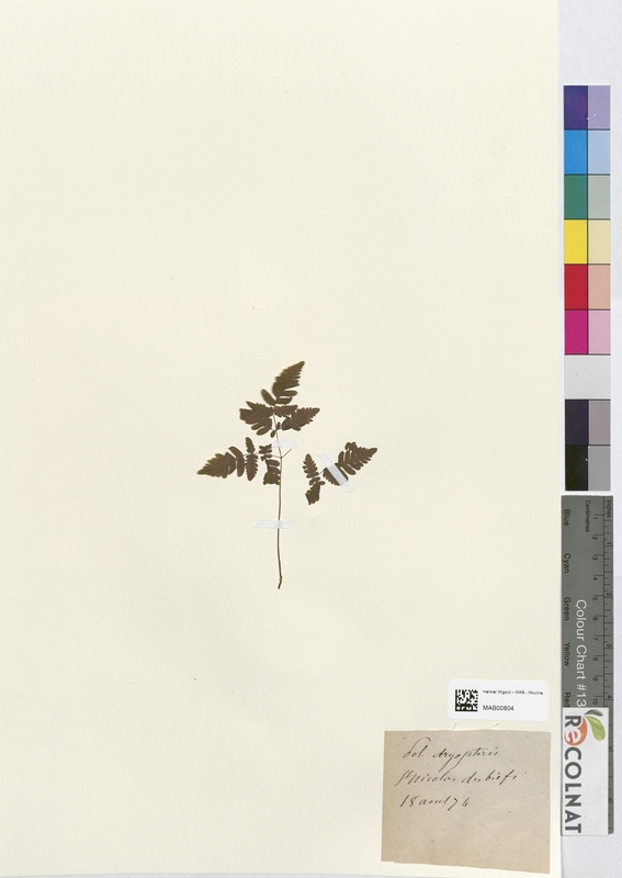 Polypodium dryopteris (Polypodiaceae)