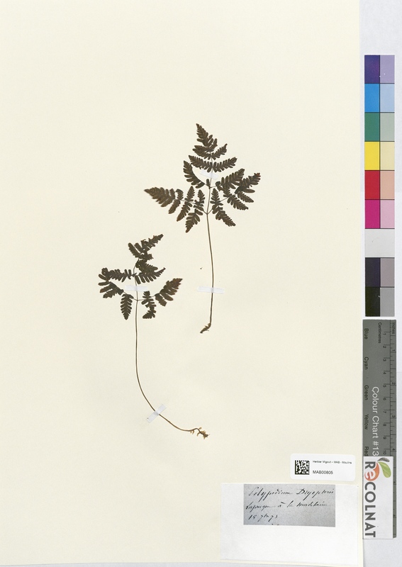 Polypodium dryopteris (Polypodiaceae)