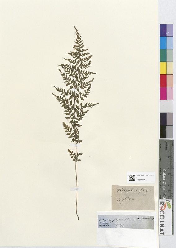 Cystopteris fragilis (Cystopteridaceae)