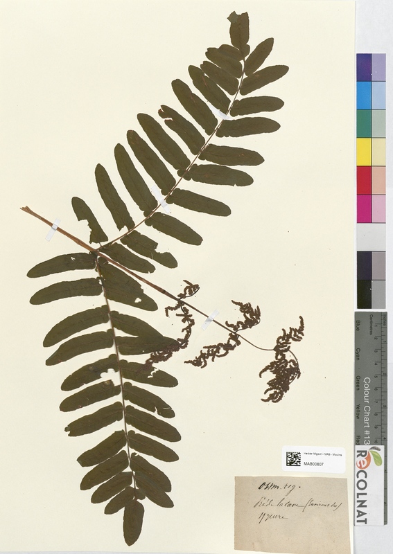 Osmunda regalis (Osmundaceae)