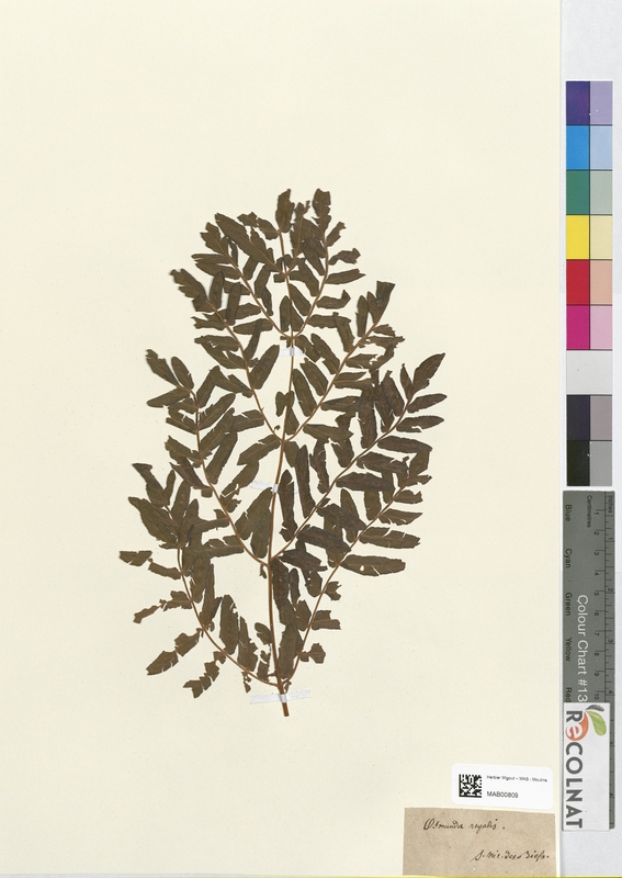 Osmunda regalis (Osmundaceae)