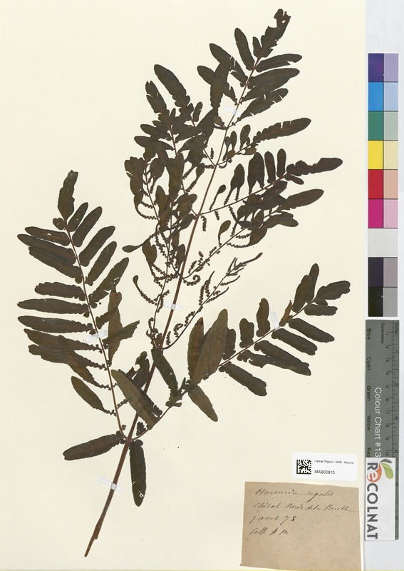 Osmunda regalis (Osmundaceae)