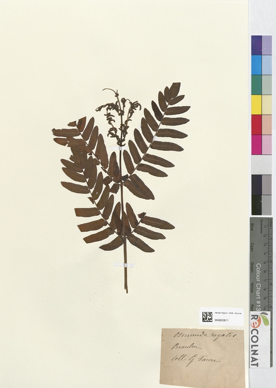 Osmunda regalis (Osmundaceae)