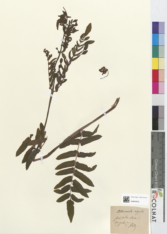 Osmunda regalis (Osmundaceae)