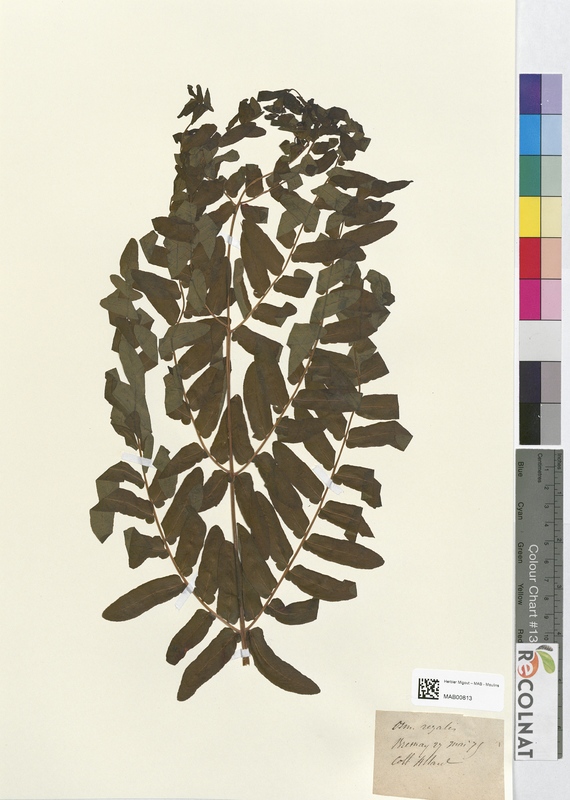 Osmunda regalis (Osmundaceae)