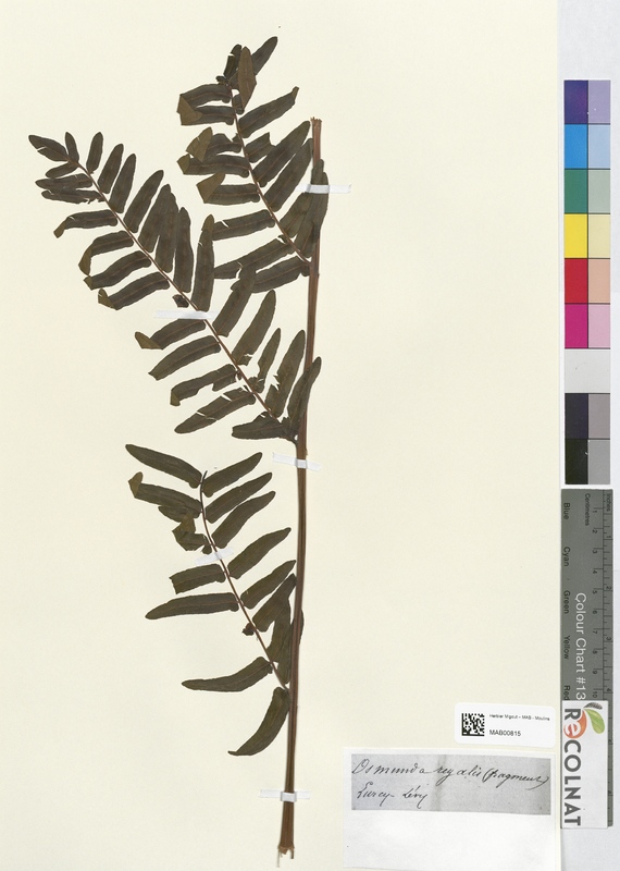 Osmunda regalis (Osmundaceae)