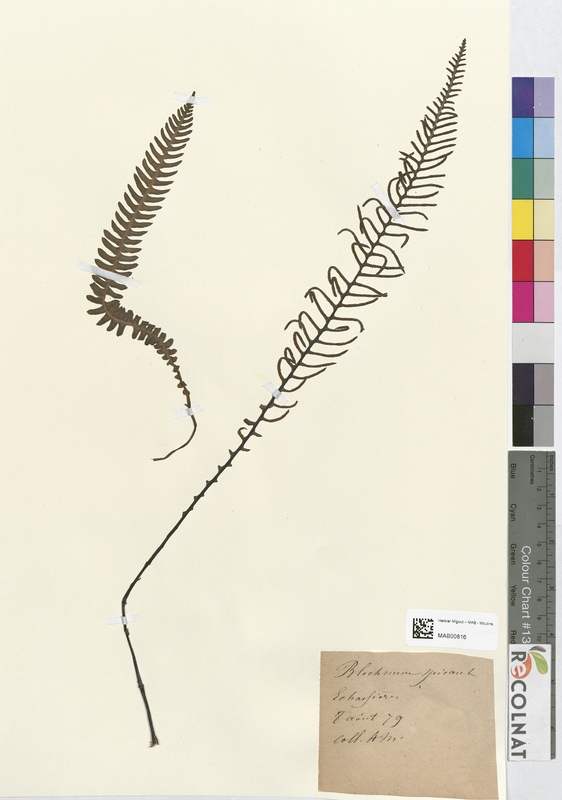 Blechnum spicant (Blechnaceae)